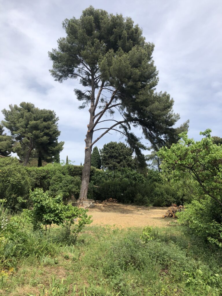 Grand Pin en 2025