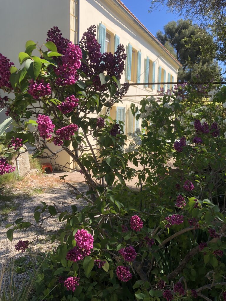 Les lilas