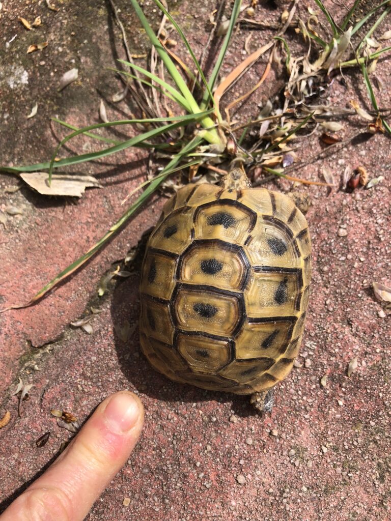 Tortue sauvage : attention fragile